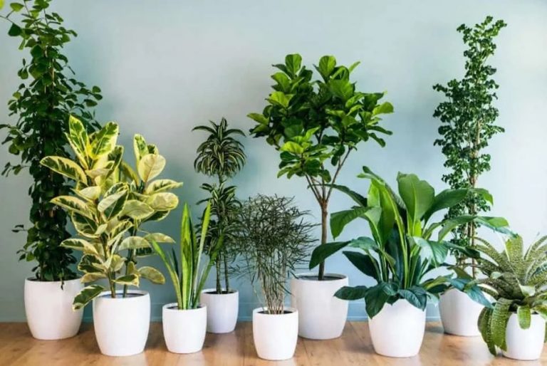 loại cây trồng trong nhà không cần ánh sáng